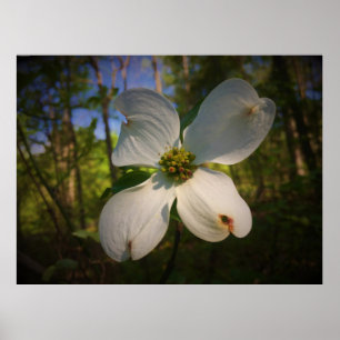 Poster Flor de Dogwood,
