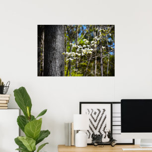 Poster Flor de Dogwood,