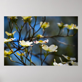 Poster Flor de Dogwood,