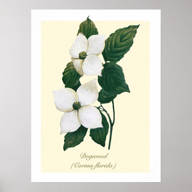 Poster Flor de Dogwood Botânica Vintage (Frente)