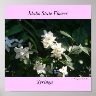 Poster Flor de estado de Idaho, o Syringa