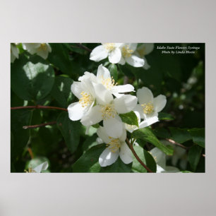 Póster Flor de estado de Idaho: Syringa