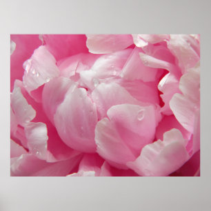 Poster Flor de florescência romance cor-de-rosa da peôn