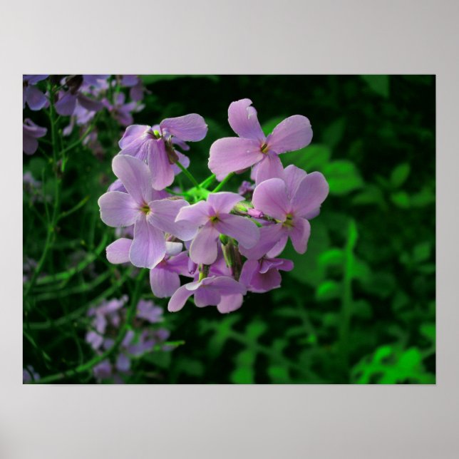 Póster Flor de Foguete da Dame (Frente)