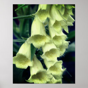 Poster Flor de Foxglove