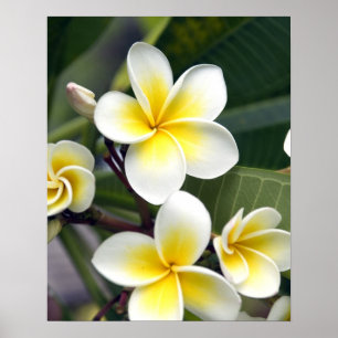 Póster flor de frangipani Ilhas Cook