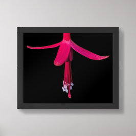 Poster Flor de fúcsia rosa brilhante sobre preto