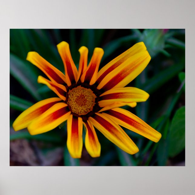Poster Flor de Gazania (Frente)