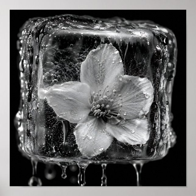 Poster Flor de Gelo Derretendo (Frente)