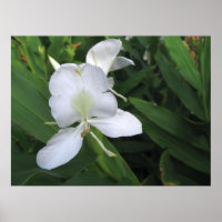 Flor de Gengibre Branco Havaiano