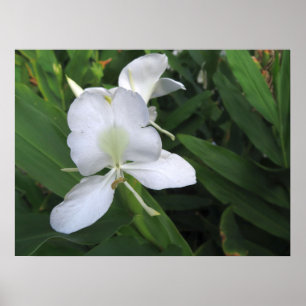 Poster Flor de Gengibre Branco Havaiano