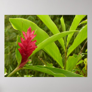 Póster Flor de Gengibre Vermelho (Alpinia) Tropical
