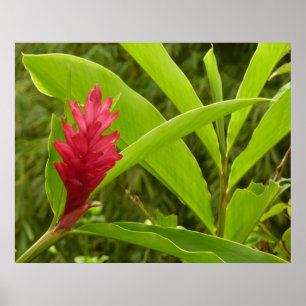 Póster Flor de Gengibre Vermelho (Alpinia) Tropical