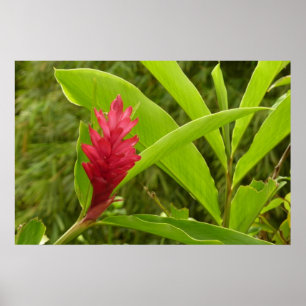 Póster Flor de Gengibre Vermelho (Alpinia) Tropical