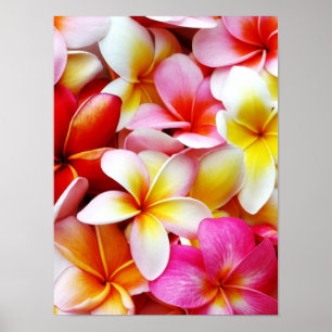 Póster Flor de Havaí do Frangipani do Plumeria