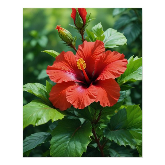 Póster Flor De Hibisco Vermelho Vibrante Com Folhas-4369 (Frente)