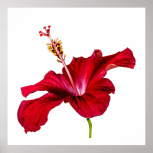 Póster Flor de Hibisco Vermelho Vista Lateral Fundo Branc