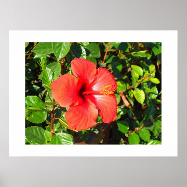 Póster Flor de hibiscus (Frente)