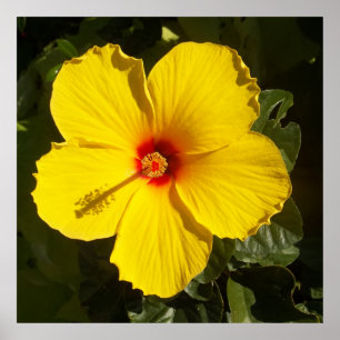 Póster Flor de Hibiscus Amarelo