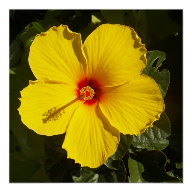 Póster Flor de Hibiscus Amarelo (Frente)