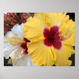Poster Flor de Hibiscus Amarelo