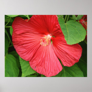 Póster Flor de Hibiscus Brilhante Magenta