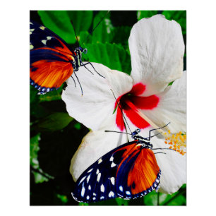 Póster Flor de Hibiscus com Tiger Longwing Poster brilhan