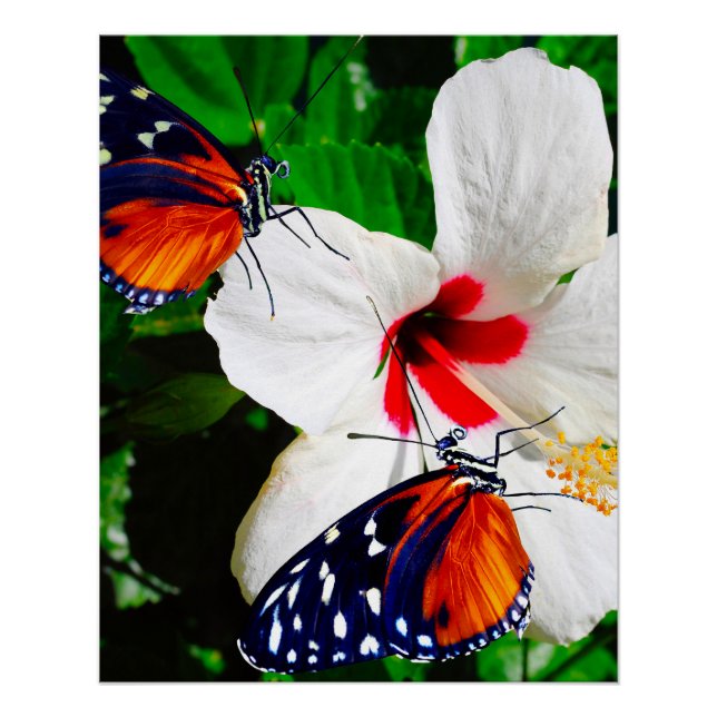 Póster Flor de Hibiscus com Tiger Longwing Poster brilhan (Frente)