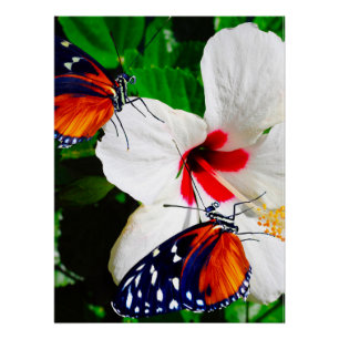 Póster Flor de Hibiscus com Tiger Longwing Poster brilhan