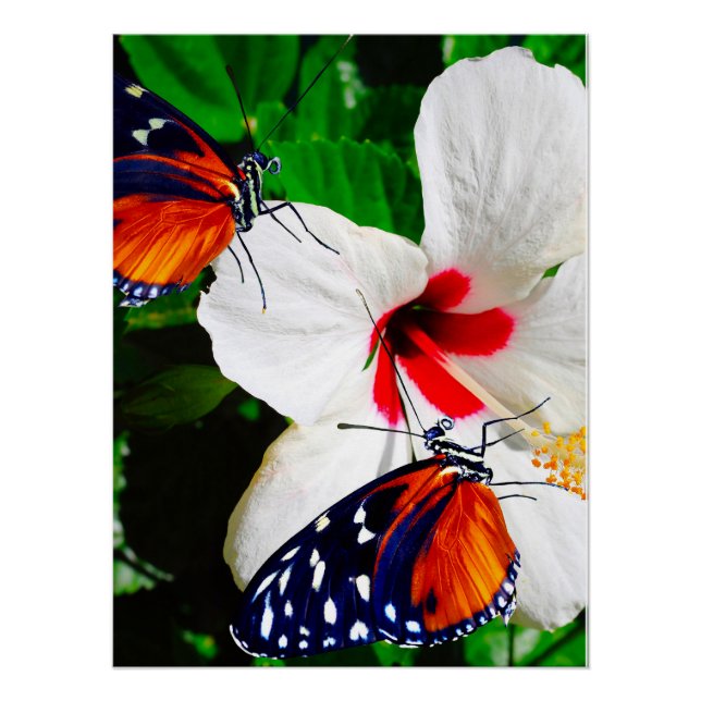 Póster Flor de Hibiscus com Tiger Longwing Poster brilhan (Frente)