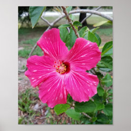 Poster Flor de Hibiscus, Fotografia, Fuchsia Hibiscus NYC
