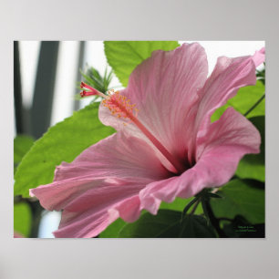 Poster Flor de Hibiscus Rosa Fechar