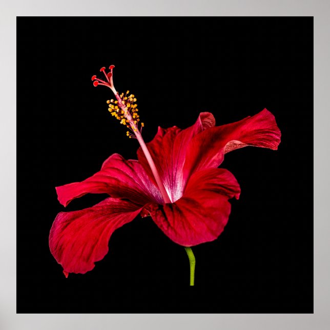 Póster Flor de Hibiscus Vermelho Tropical e Preto (Frente)