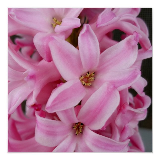 Póster flor de hyacinte rosa (Frente)