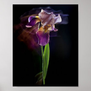 Poster Flor de Íris Abstrata – Arte Floral Elegante