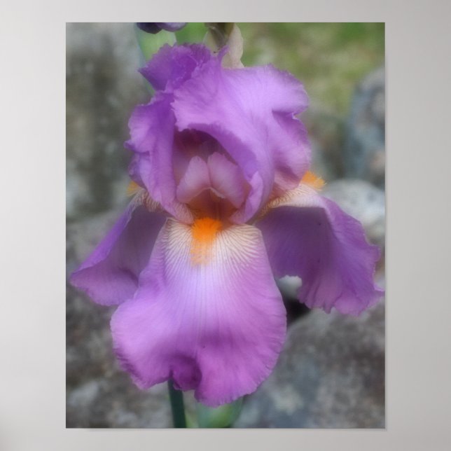 Póster Flor de Íris Barbada Lavanda Sonhadora (Frente)