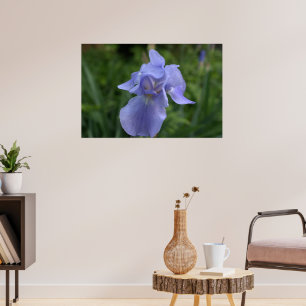 Poster Flor de Íris de Vinca Bonita