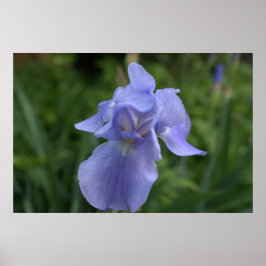 Poster Flor de Íris de Vinca Bonita