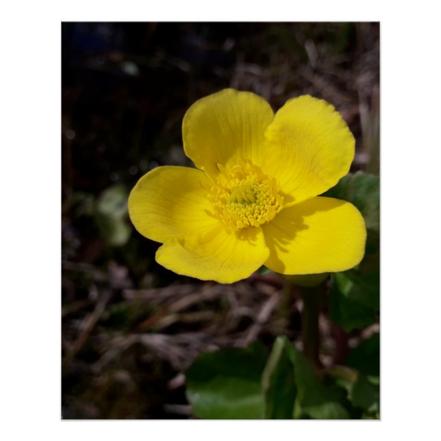 Póster Flor de jardim amarelo (Frente)