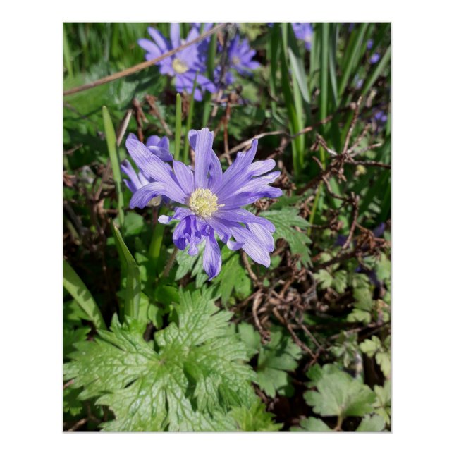 Póster Flor de jardim azul (Frente)