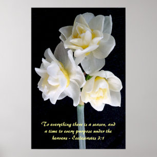 Poster Flor de Jonquil - 3:1 de Ecclesiastes