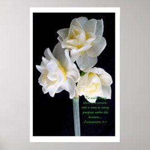 Poster Flor de Jonquil - 3:1 de Ecclesiastes
