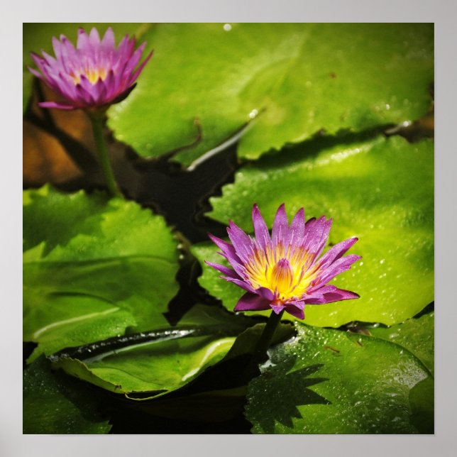 Póster Flor de lírio (Lotus) (Frente)