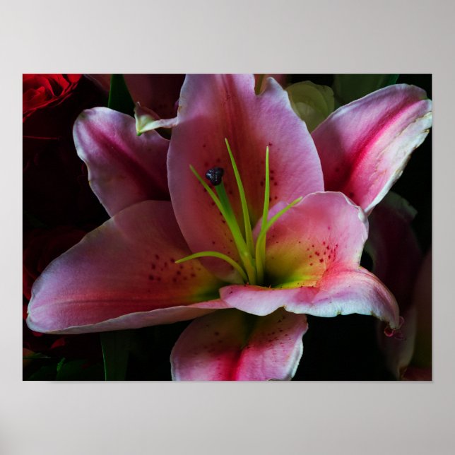 POSTER FLOR DE LÍRIO ROSA (Frente)