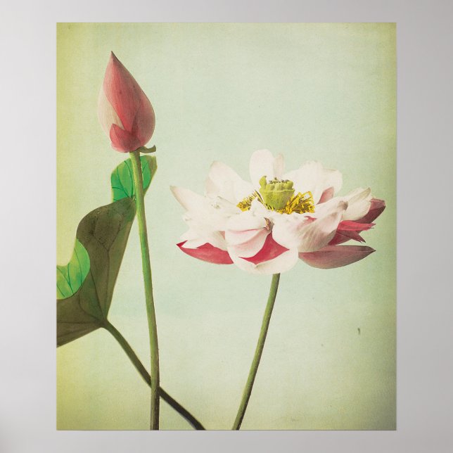 Poster Flor de Lotus (Frente)