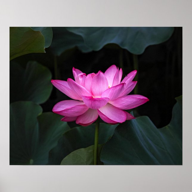 Poster Flor de Lotus (Frente)