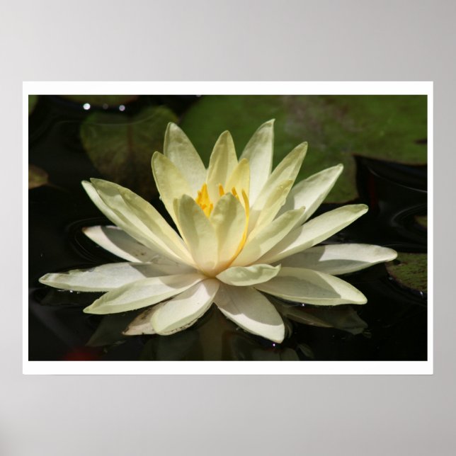 Póster Flor de Lotus (Frente)