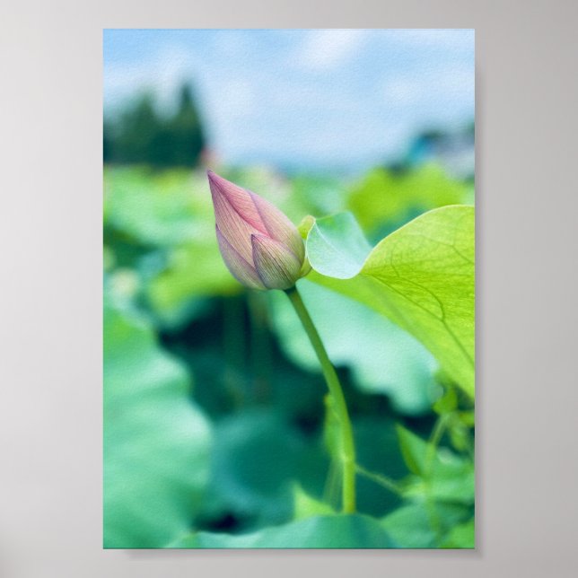 Poster Flor de Lotus (Frente)