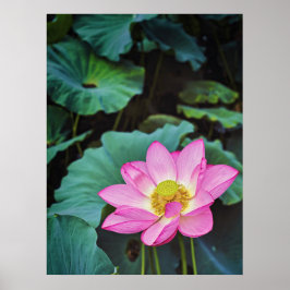 Poster Flor de Lotus