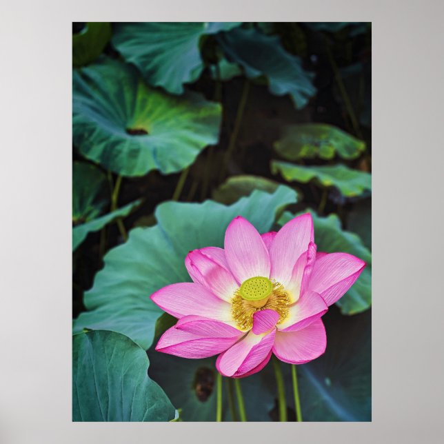 Poster Flor de Lotus (Frente)